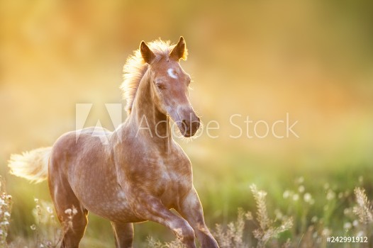 Picture of Colt portrait run at sunset light in meadow
